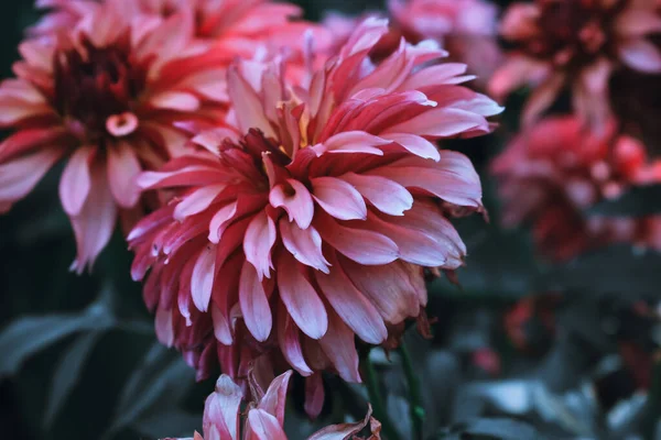 Güzel Pembe Bir Dahlia Çiçeğinin Yakın Çekimi — Stok fotoğraf