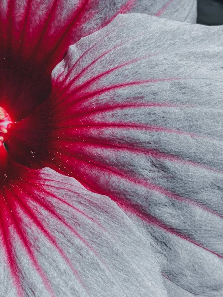 Makroaufnahme Einer Schönen Rosa Blume — Stockfoto