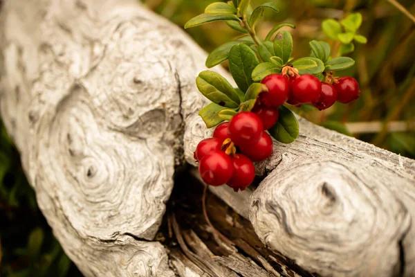 Sebuah Foto Closeup Dari Beberapa Lingonberry Tumbuh Lebih Dari Log — Stok Foto