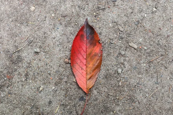地面に落ち葉のクローズアップショット — ストック写真