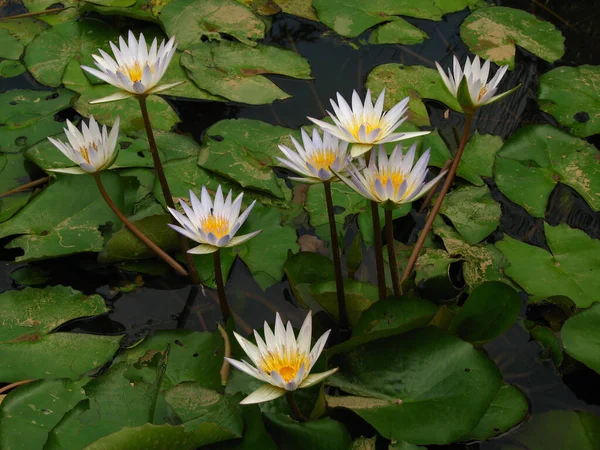 池塘里白色的百合花的特写镜头 尼西亚 格拉多尼亚娜 — 图库照片