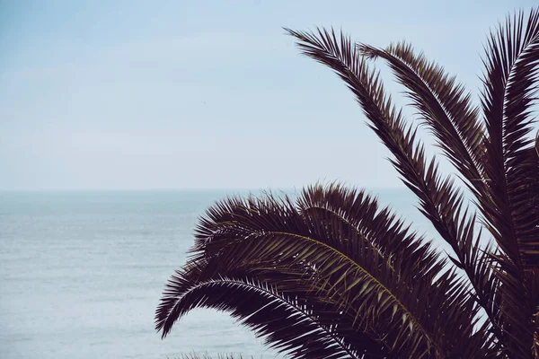 Primer Plano Una Palmera Con Océano Sobre Fondo Borroso —  Fotos de Stock