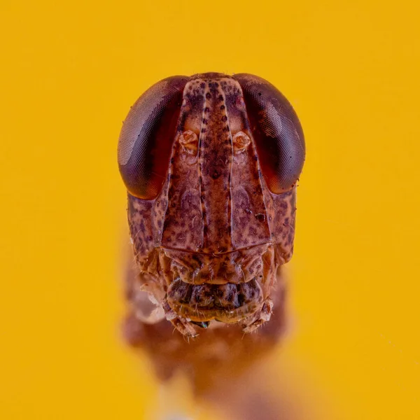 Turuncu Arka Planda Bir Böceğin Makro Görüntüsü — Stok fotoğraf