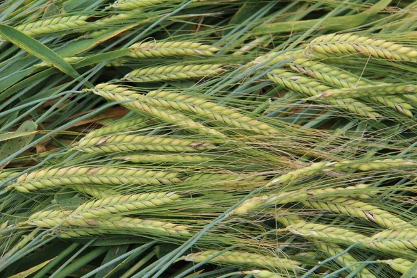 在绿地里种植小麦的特写镜头 非常适合背景 — 图库照片