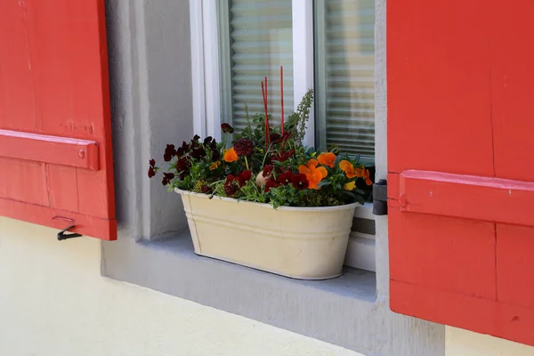 Pencerenin Pervazında Renkli Saksı Çiçeklerinin Yakın Plan Çekimi — Stok fotoğraf