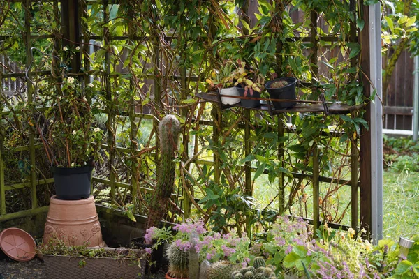 Una Vista Diferentes Cactus Maceta Jardín — Foto de Stock