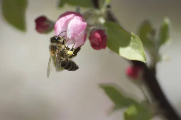 Detailní Záběr Včelího Opylování Bílo Růžových Jablečných Květů — Stock fotografie