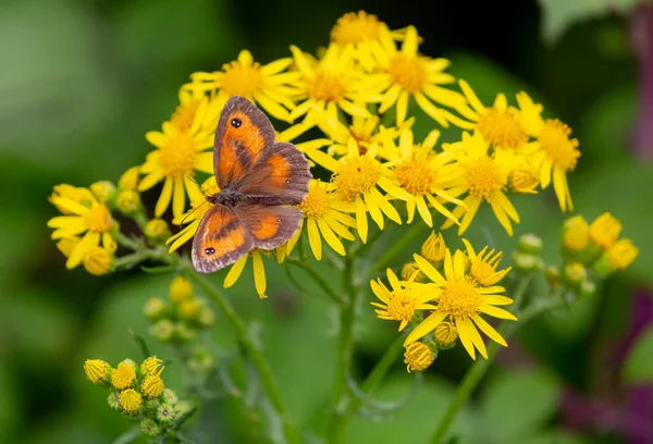 フィールドで成長黄色のデイジーに美しい蝶の選択的なフォーカスショット — ストック写真
