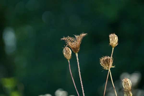 Primo Piano Colpo Selettivo Fuoco Fiori Secchi — Foto Stock