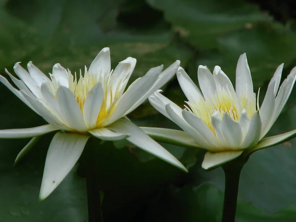 池の白い睡蓮のクローズアップ Nymphaea Gradstoniana — ストック写真