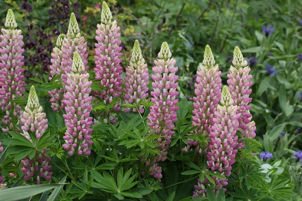 Gros Plan Belle Lupinus — Photo