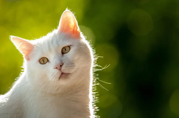 Primo Piano Gatto Bianco Sfondo Verde Sfocato — Foto Stock