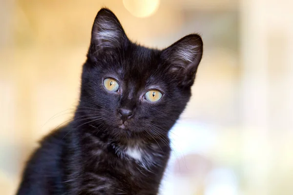 Bulanık Bir Arkaplan Önünde Parlak Gözlü Sevimli Siyah Bir Kedi — Stok fotoğraf