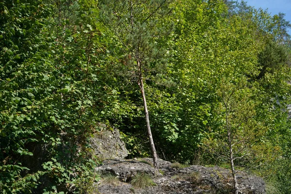 View Small Trees Grow Rock Forest — Stock Photo, Image