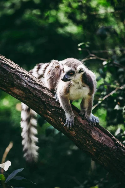 Närbild Lemur Ett Träd — Stockfoto