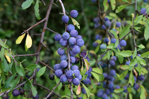 가시덤불에 열매들을 클로즈업 — 스톡 사진