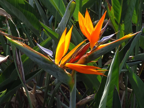 Primer Plano Una Hermosa Strelitzia Bajo Luz Del Sol — Foto de Stock