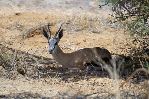 Nosící Antilopa Africké Savaně Pod Stínem Stromu — Stock fotografie