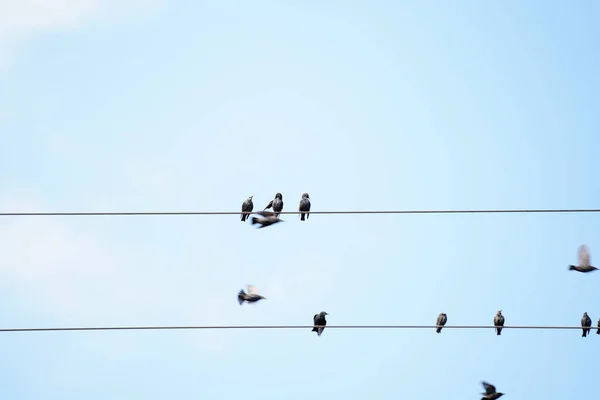 Tiro Baixo Ângulo Pássaros Sentados Uma Linha Elétrica — Fotografia de Stock