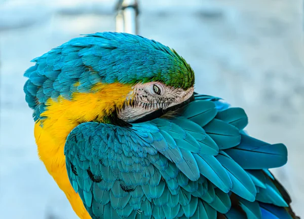Bulanık Arkaplanda Mavi Sarı Bir Papağan Resmi — Stok fotoğraf
