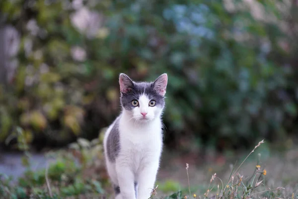 地面に白とグレーの猫を立っての選択的フォーカスショット — ストック写真