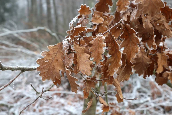一张被雪覆盖的干枯树叶的漂亮特写镜头 — 图库照片