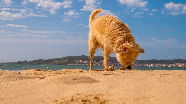 Een Close Shot Van Een Hond Die Het Strand Speelt — Stockfoto