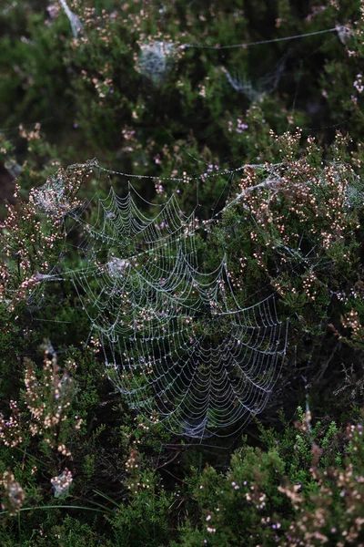 Vertical Shot Spider Webs Plants — Stock Photo, Image