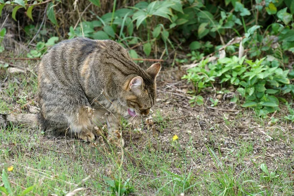 背景がぼんやりとした緑に覆われた野原の縞模様の猫のクローズアップ — ストック写真