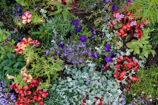 Barevný Květinový Záhon Různými Květy Zahradě Full Frame — Stock fotografie