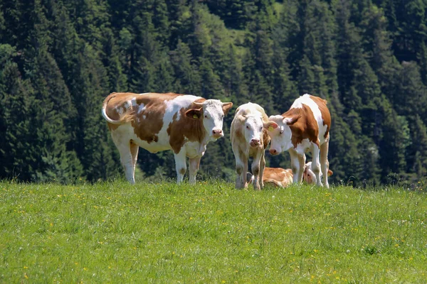 Una Manada Vacas Pastando Prado Cubierto Hierba Día Soleado — Foto de Stock
