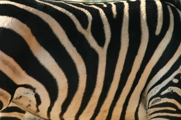 Die Weißen Und Schwarzen Streifen Auf Dem Zebra Zoo — Stockfoto