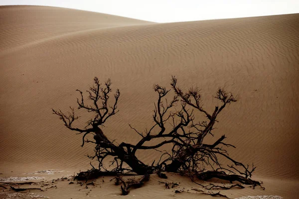 Een Dode Boom Een Woestijn Xinjiang China — Stockfoto