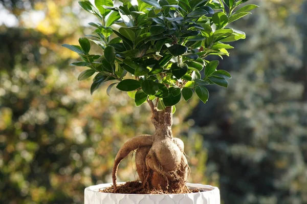Ένα Κοντινό Πλάνο Ενός Φυτού Ficus Microcarpa — Φωτογραφία Αρχείου