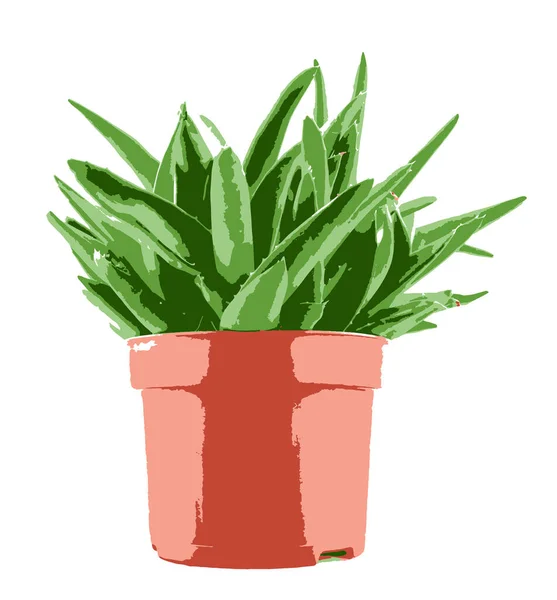 Närbild Aloe Vera Skiva Vit Bakgrund Aloe Vera Saftig Växtart — Stockfoto