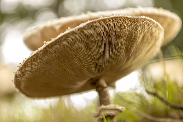 Closeup view of below mature flat caps and stipe of a couple of Macrolepiota procera or Large Parasol Mushroom