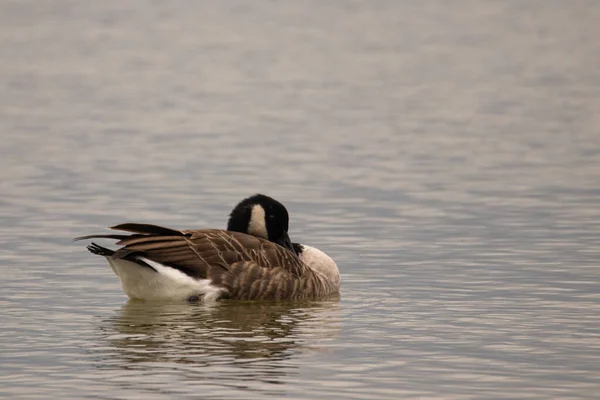 Nahaufnahme Einer Kanada Gans Die Auf Einem See Ruht — Stockfoto