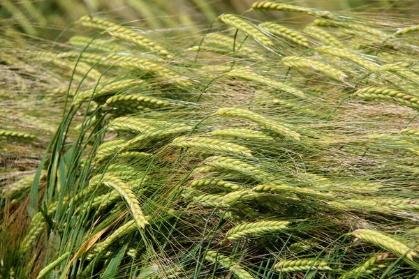 Крупный План Зеленой Пшеницы Солнечным Светом — стоковое фото