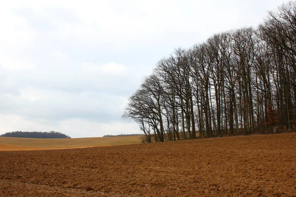 Primer Plano Campo Árboles —  Fotos de Stock