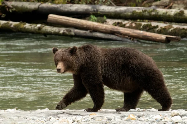 Niedźwiedź Grizzly Ursus Arctos Horribilis Spacerujący Wzdłuż Strumienia Toba Inlet — Zdjęcie stockowe