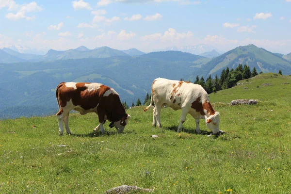 Коров Пасущихся Горах — стоковое фото