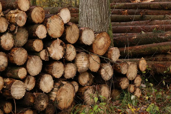 Shot Freshly Felled Sawn Tree Trunks Forest — Stock Photo, Image