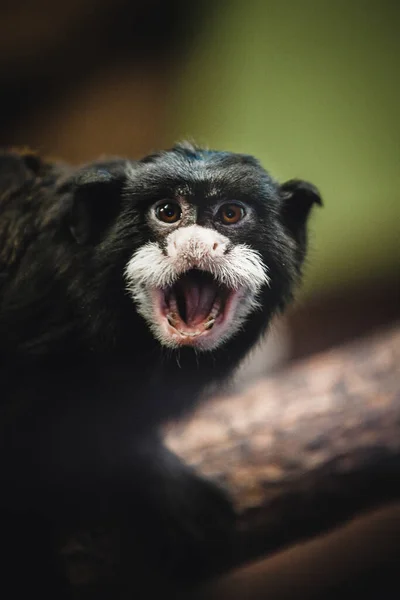 Närbild Kejsare Tamarin — Stockfoto