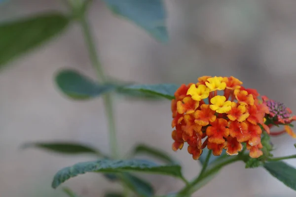 Selektivní Zaostření Záběr Krásné Oranžové Žluté Květy Lantana — Stock fotografie