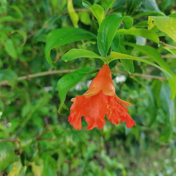 Closeup Shot Orange Pomegranate Flower — Stok fotoğraf