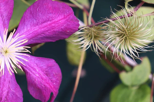 Zbliżenie Ujęcie Pięknego Purpurowego Kwiatu Clematis — Zdjęcie stockowe