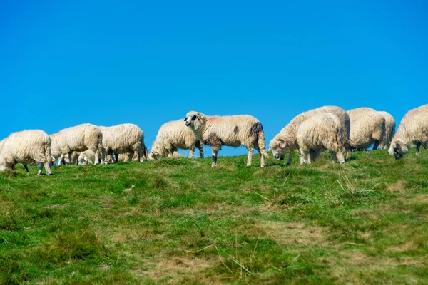 Gros Plan Moutons Dans Champ — Photo
