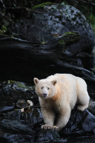 Vertikální Záběr Medvěda Kermode Skalách Deštném Pralese Great Bear Kanada — Stock fotografie