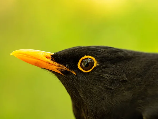 Selektiv Fokusbild Liten Blackbird — Stockfoto