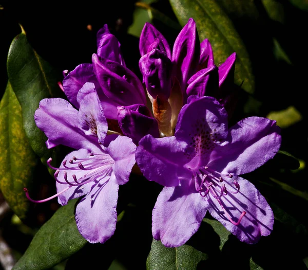 Primer Plano Flores Púrpuras Floreciendo Púrpura — Foto de Stock